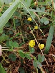 Chamaecrista rotundifolia