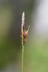 Carex mucronata