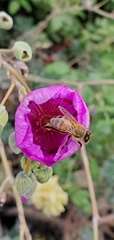 Apis mellifera