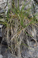 Carex mucronata