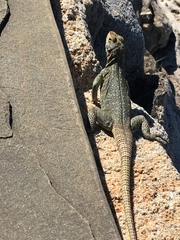 Oplurus quadrimaculatus