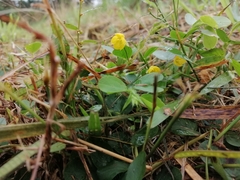 Chamaecrista rotundifolia