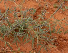 Crotalaria sphaerocarpa