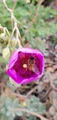 Apis mellifera