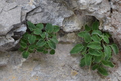 Campanula elatinoides