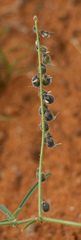 Crotalaria sphaerocarpa
