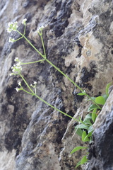 Valeriana saxatilis