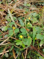 Chamaecrista rotundifolia