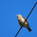 Chestnut-tailed Starling (Eastern) - Photo no rights reserved, uploaded by 葉子