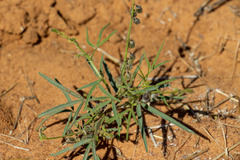 Crotalaria sphaerocarpa