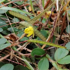 Chamaecrista rotundifolia