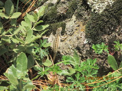 Sceloporus bicanthalis