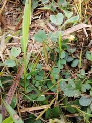 Chamaecrista rotundifolia