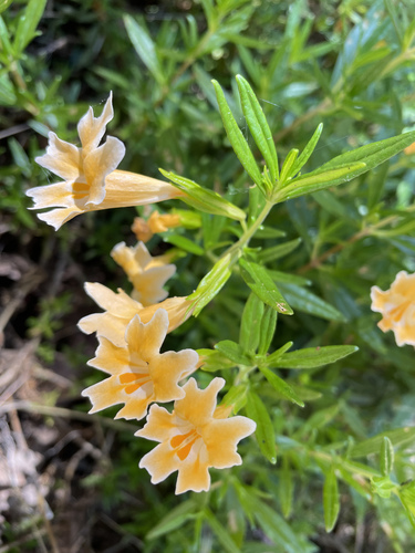 Chaparral bush monkeyflower (Diplacus linearis)