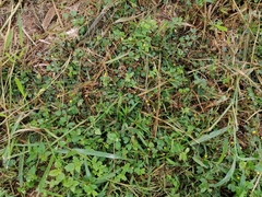 Chamaecrista rotundifolia