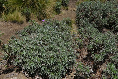 Geranium pulchrum