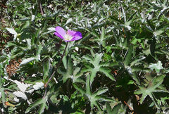 Geranium pulchrum