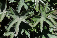 Geranium pulchrum