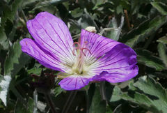 Geranium pulchrum