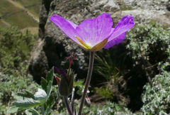 Geranium pulchrum