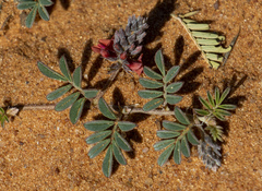 Indigofera alternans