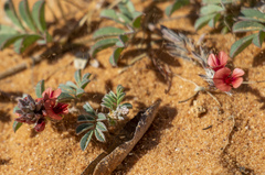 Indigofera alternans