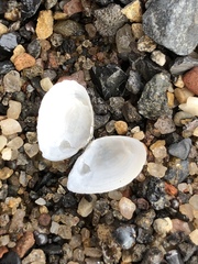 Ameritella agilis