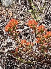Castilleja litoralis