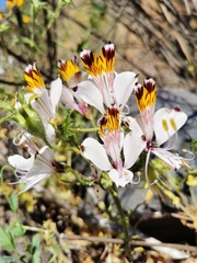 Alstroemeria magnifica maxima