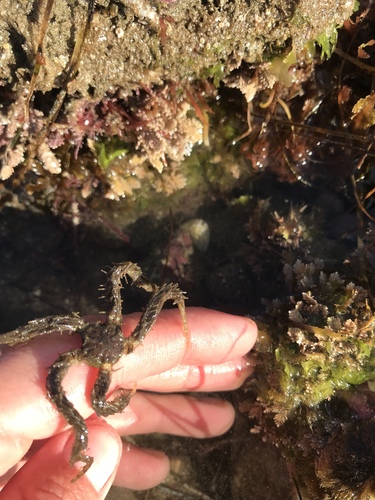 Ophiothrix rudis