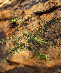 Phyllanthus maderaspatensis