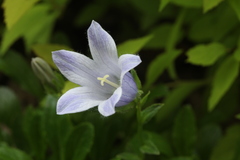Campanula chamissonis
