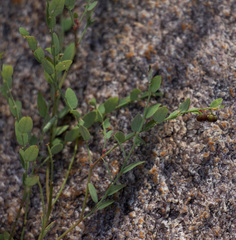 Phyllanthus parvulus