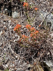 Castilleja litoralis