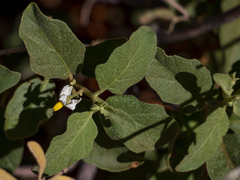 Solanum burchellii