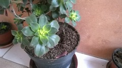 Aeonium
