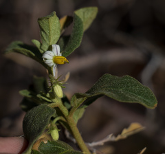 Solanum burchellii