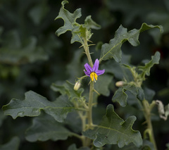 Solanum capense