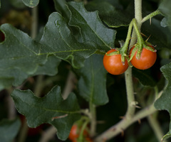Solanum capense
