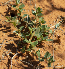 Talinum arnotii