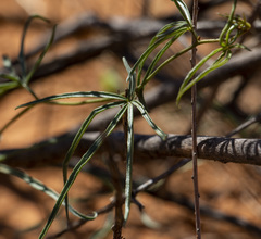 Trochomeria