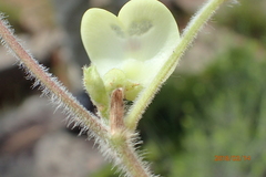 Macrotyloma coddii