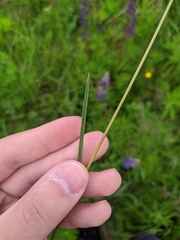 Poa angustifolia