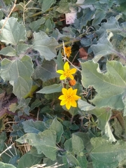 Simsia lagasceiformis