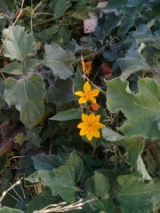 Simsia lagasceiformis