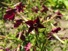 Nicotiana × sanderi