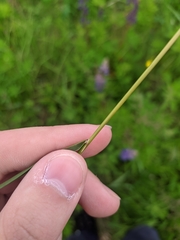 Poa angustifolia
