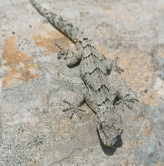 Mediodactylus orientalis