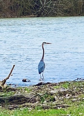 Ardea herodias