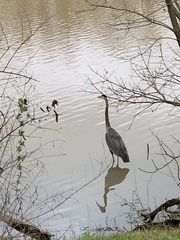 Ardea herodias